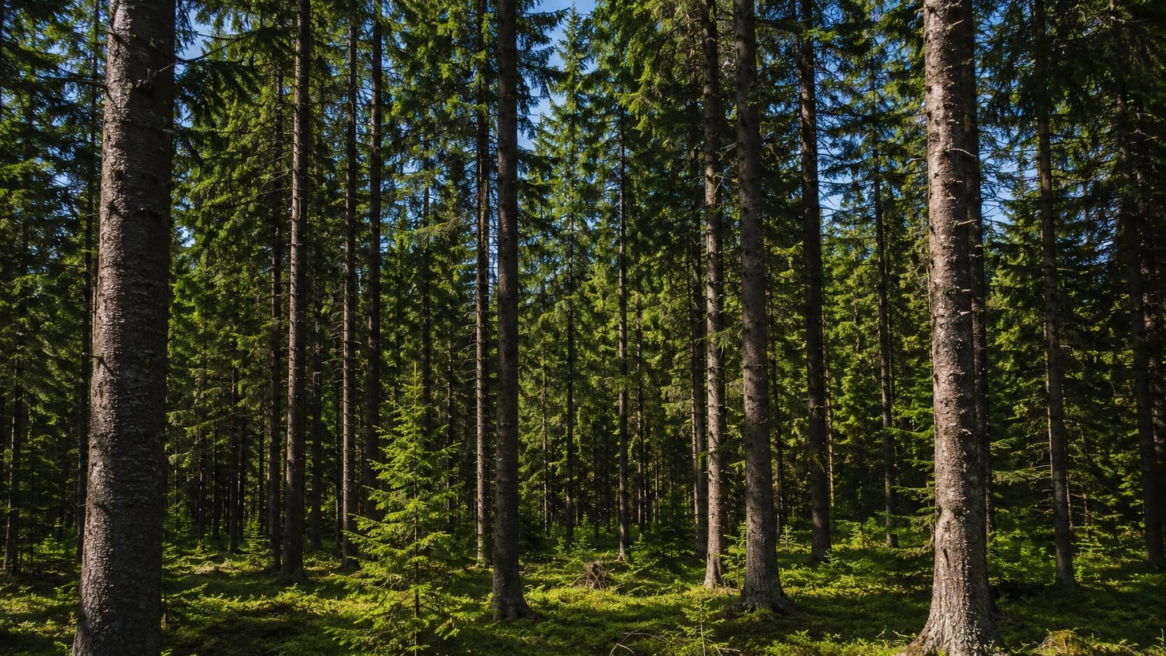 Wood